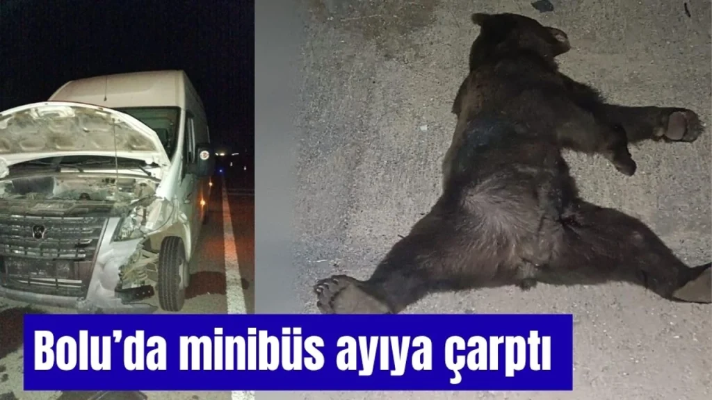 Bolu’da minibüs ayıya çarptı
