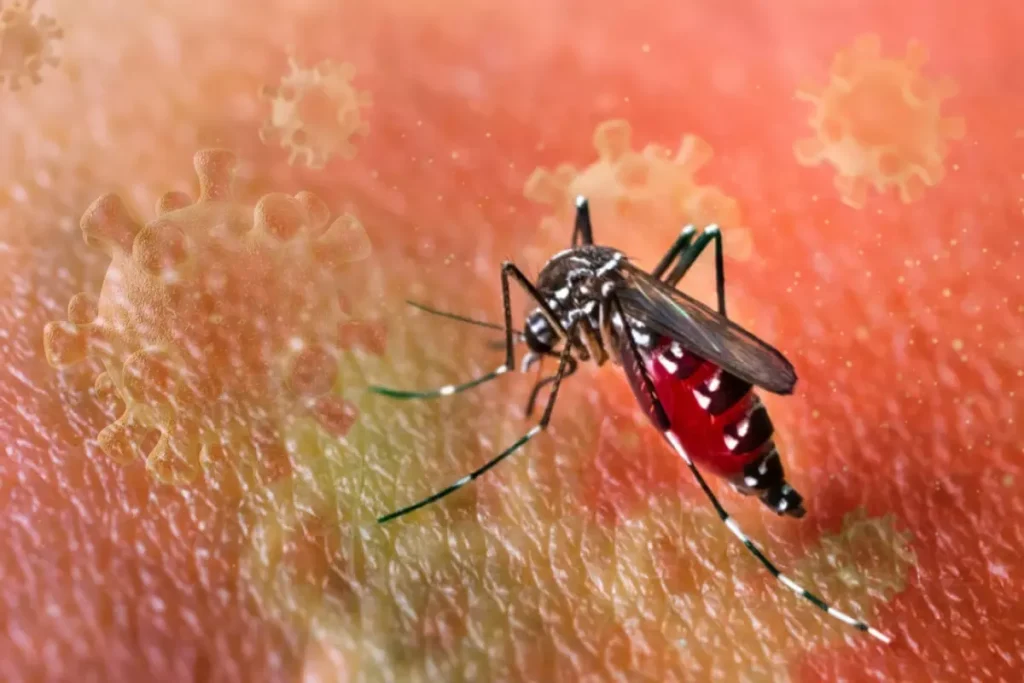 Chikungunya virüsü hızla yayılıyor