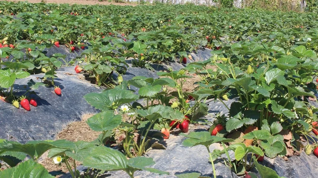 Organik üretimde çıta yükseldi